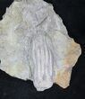 Phanocrinus Crinoid From Alabama #20736-1